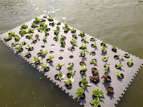 pond planter floaters | wetland plants, this floating plant raft is