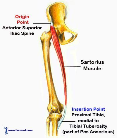 It also abducts the thigh and rotates it laterally, as when resting the foot on the opposite knee when sitting. Quadriceps one of the major muscles groups of the legs ...