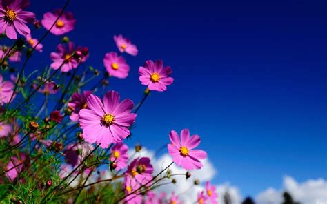 Cosmos Flower Wallpapers Top Free Cosmos Flower Backgrounds