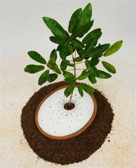 The Spiritree Burial Pods Cremation Urns Biodegradable Products