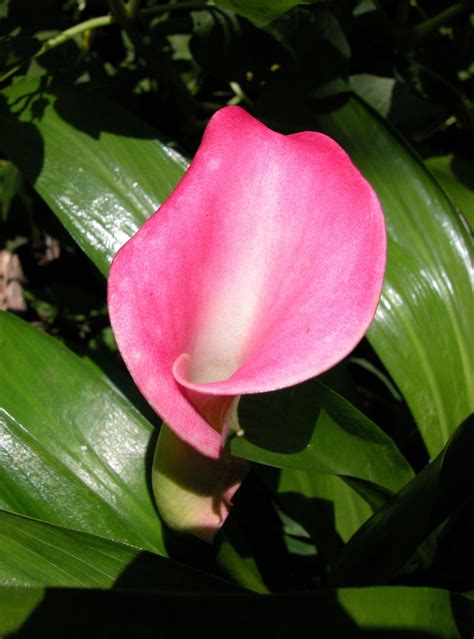 Pink Calla Lily Free Photo Download Freeimages