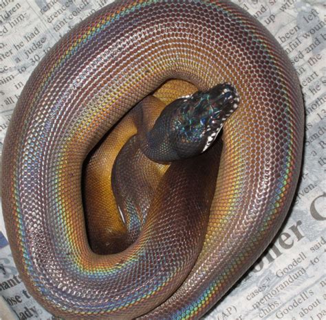 White Lipped Python Ssnakess Reptile Forum