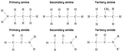 All You Need To Know About Amines And Amides Hsc Chemistry Science Ready