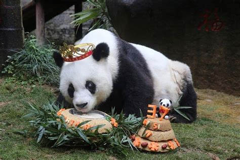 Worlds Oldest Panda In Captivity Dies In China Panda Panda Bear