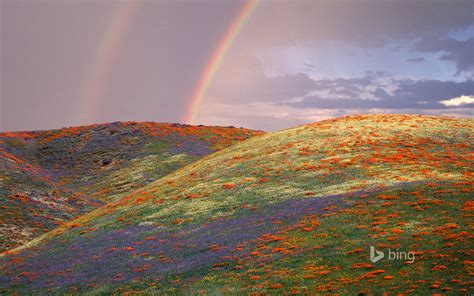 Beautiful Rainbow Flowers Bing Theme Wallpaper Preview
