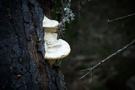 Shelf Fungi Mother Natures Son