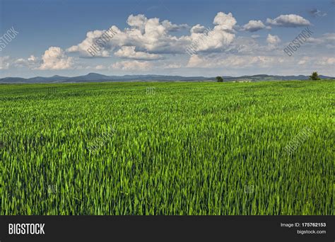 Green Wheatfield Image And Photo Free Trial Bigstock