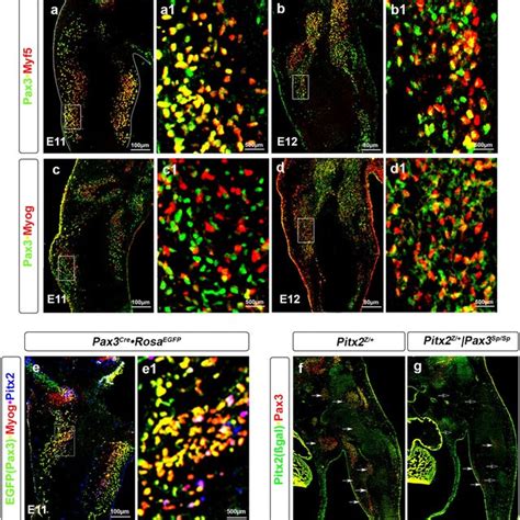 Myogenic And Non Myogenic Cells Populate The Pax3 Egfp Lineage In The