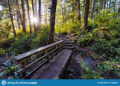 Hiking Path To Mystic Beach In The Vibrant Rainforest Stock Image