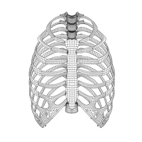**study types of vertebrae **label vertebrae and ribs learn with flashcards, games and more — for free. human rib cage 3d model