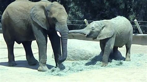San Diego Zoo Safari Park African Elephants Youtube