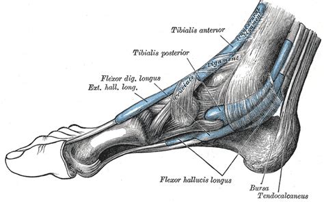 Figure Extrinsic Foot Muscles This Medial Statpearls Ncbi