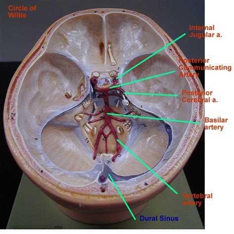 Label the blood vessels of the male pelvis using the hints provided. circ_vessels_circleofwillis_posterior_view_labeled.png (600×600) | Medical anatomy, Anatomy and ...