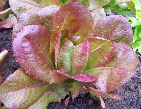Red — only fight (declaration 2020). Rouge d'Hiver (Red Winter) Romaine Lettuce
