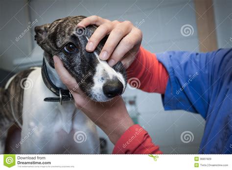 Cute Dog Examined By Veterinarian Stock Image Image Of Puppy Clinic