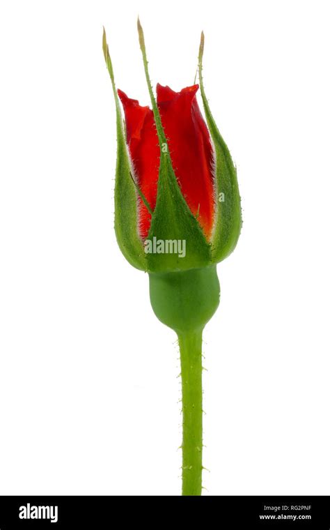 Red Rose Bud Isolated On White Background Stock Photo Alamy
