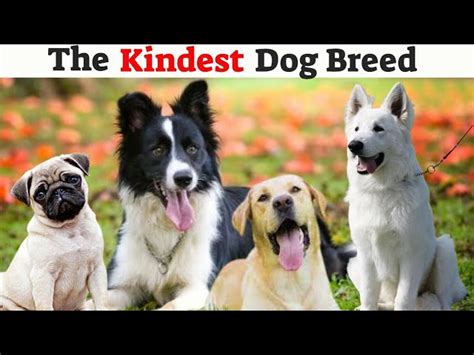 9 Kindest Dog Breeds In The World Crossmap Videos Ph