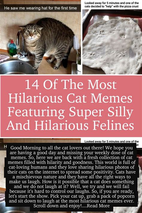 14 Of The Most Hilarious Cat Memes Featuring Super Silly And Hilarious