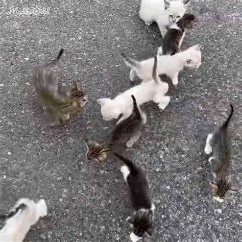 B3 Texas Man Stops To Rescue Kitten Gets Ambushed By A Whole Platoon Madly Odd