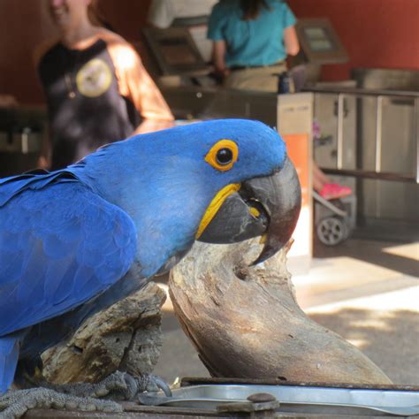 Hyacinth Macaw Zoochat