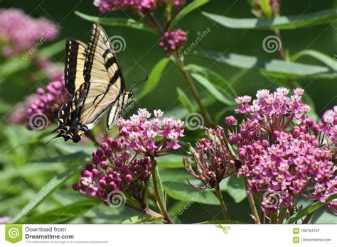 Glaucus De Tiger Swallowtail Butterfly Papilio Imagen De Archivo