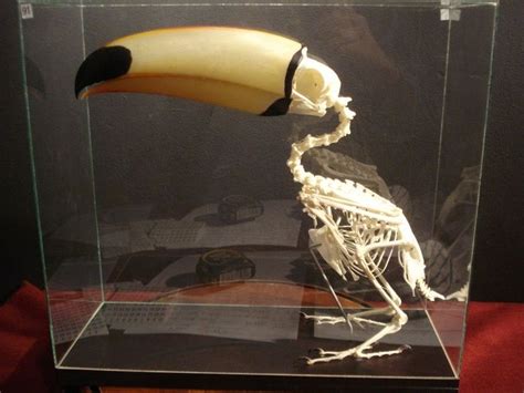Plus, the bone has plans of its own. Image result for Guinness Pelican Skull sketch | Animal ...