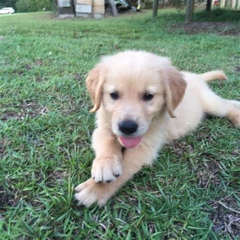 All our dogs get plenty of tlc. Best Akc Golden Retriever Puppies for sale in Pensacola ...