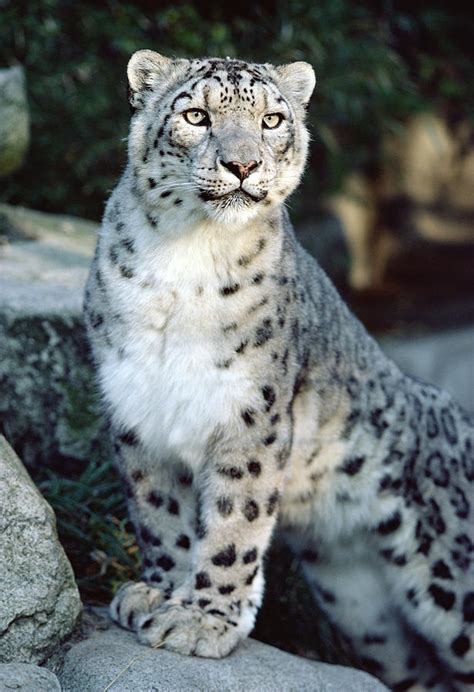 Snow Leopard Uncia Uncia Portrait Photograph By Gerry Ellis Fine Art