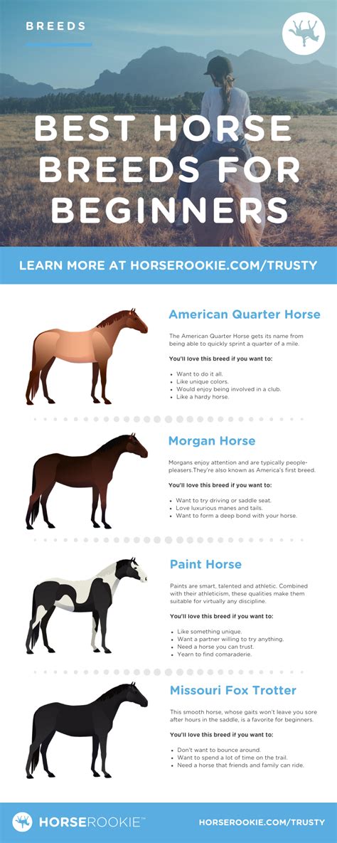 Friendly And Fun 4 Best Horse Breeds For Beginners