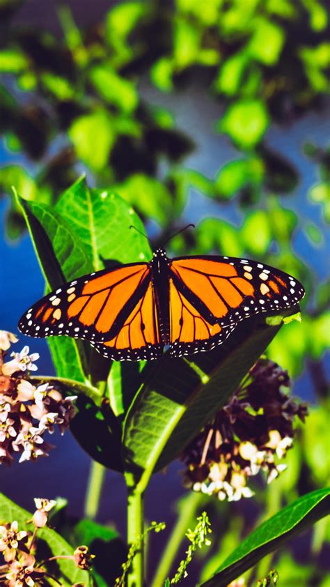 23 Monarch Butterfly Wallpapers Wallpapersafari