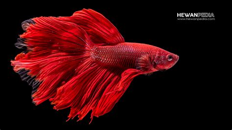 arti mimpi ikan