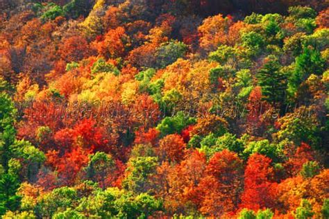 Great Fall Colors Foliage Near Lac La Belle Michigan In The Upper
