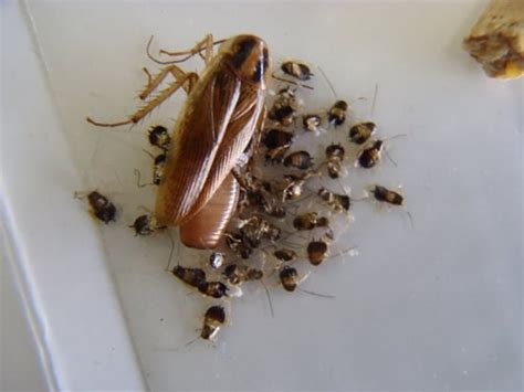 We used this trick of reversing black and white in the lab computer, making the make sure that the obvious harmless black mold you see (such as shown in the photograph at left) is the only mold growth found. German Roach Female with (egg capsule) ootheca with 1st ...