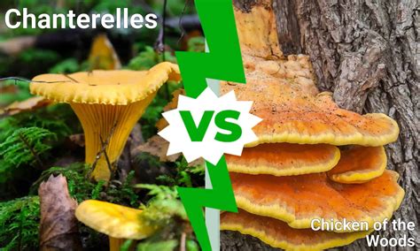Chanterelles Vs Chicken Of The Woods A Z Animals