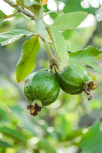 Guava Fruit Trees Growing Tree Grow Arboles