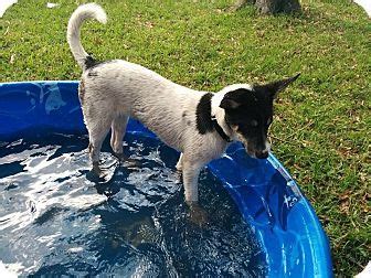 Clearwater, FL - Siberian Husky Mix. Meet Tinkerbell, a ...