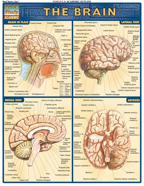 Brain Sections Anatomy