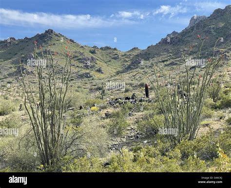 Phoenix Mountains Preserve 40th Street Trailhead Giant Ocotillo Cacti