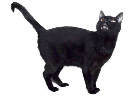 Sylvester Talking Kitty Cat Villains Wiki Fandom Powered By Wikia