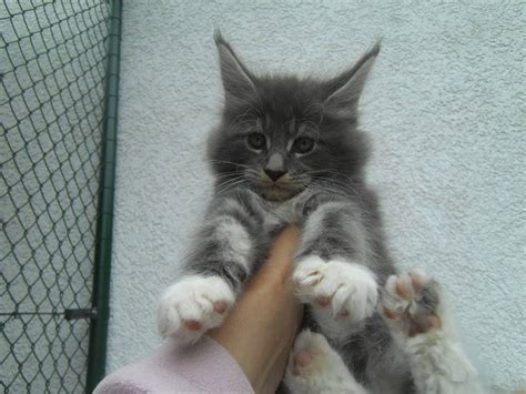 Check back regularly for upcoming maine coon kittens for sale, available from our. Süße Maine Coon Kitten - Sweet Maine Coon Kitten [2016 ...
