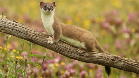 The Mighty Weasel About Nature Pbs