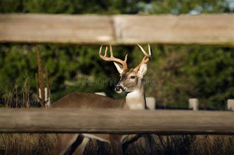 Whitetailed Buck Deer In Texas Hill Country Stock Photo Image Of