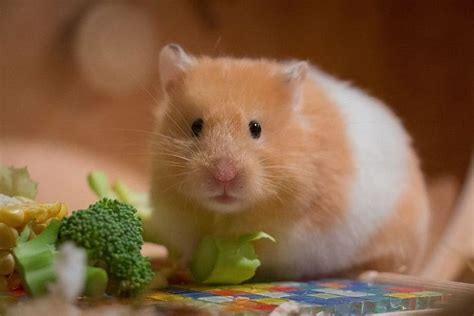 5 Types Of Hamster Breeds That Make Great Pets With Pictures Pet Keen