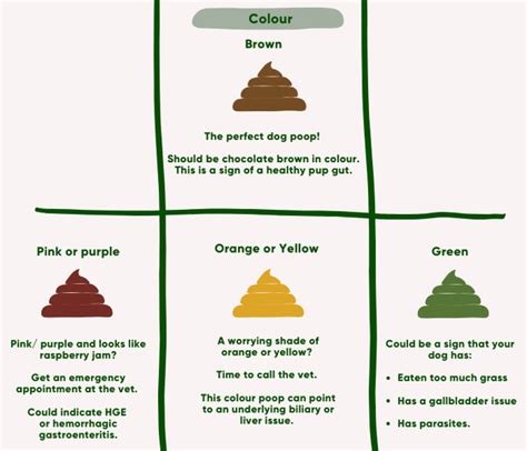 Dog Poo Chart What The Colour Is Telling You Petbarn Dog Stool Color