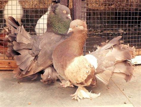 Good Fantail Pigeons For Sale For Sale Adoption From Delhi Delhi