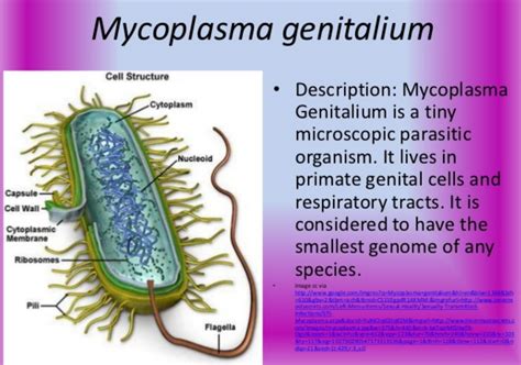 Welcome To Shoutgist Scientists Discover New Std Mycoplasma