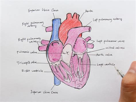 How To Draw The Internal Structure Of The Heart 14 Steps