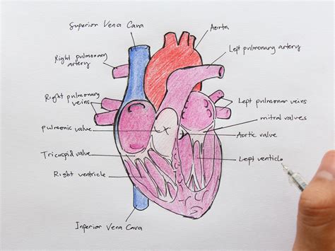 Draw A Labelled Diagram Of The Human Heart And Label Its Parts My XXX