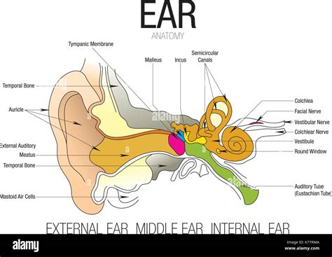 Ear Anatomy With Parts Name Vector Image Stock Vector Image And Art Alamy