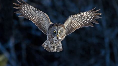 Owl Full Hd Wallpaper And Background Image 1920x1080 Id555930